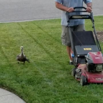 Duck Helps A Guy To Mow The Lawn