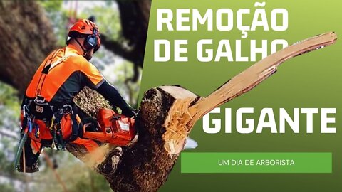 UM DIA DE ARBORISTA - REMOÇÃO DE GALHO GIGANTE