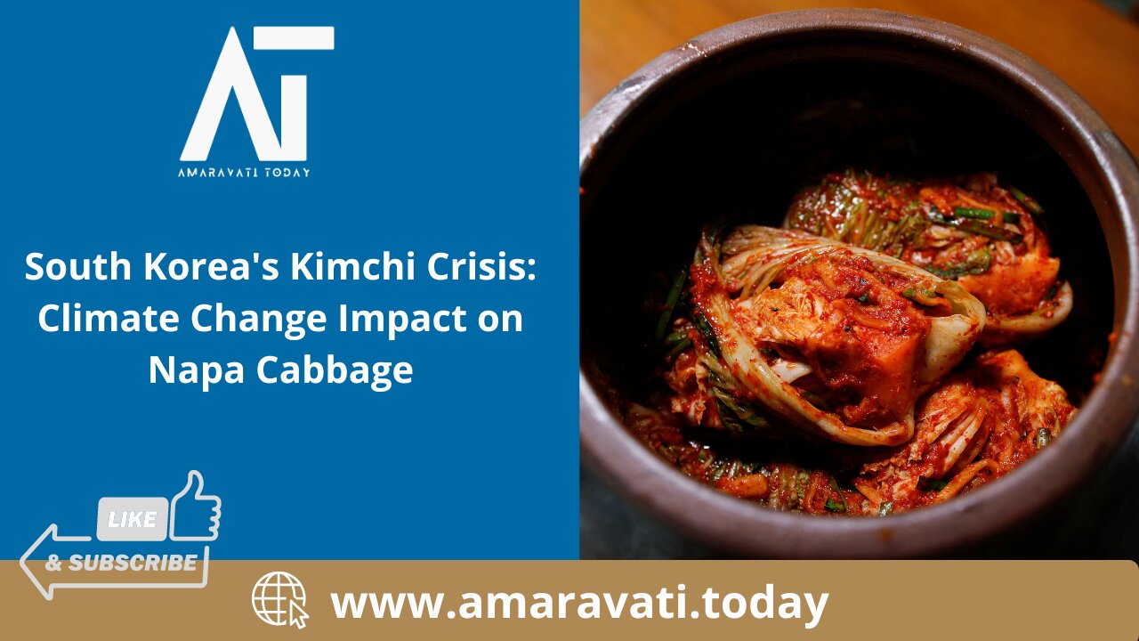 South Korea's Kimchi Crisis Climate Change Impact on Napa Cabbage | Amaravati Today