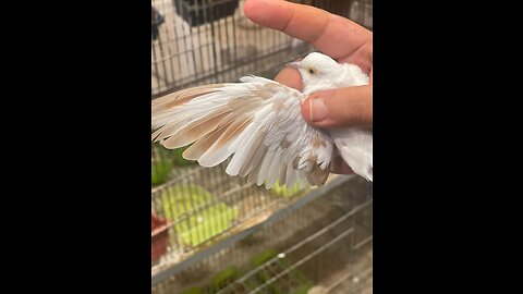 Blue pied dove