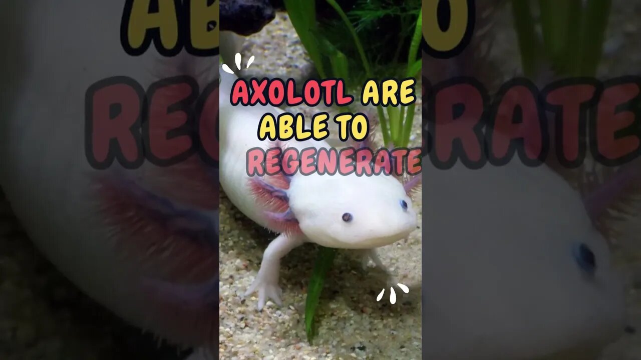 ᓬ(•⤙•๑)ᕒ Discover Fascinating Animal Facts👀 #shorts #shortsfact #animalfacts #axolotl #axolotls