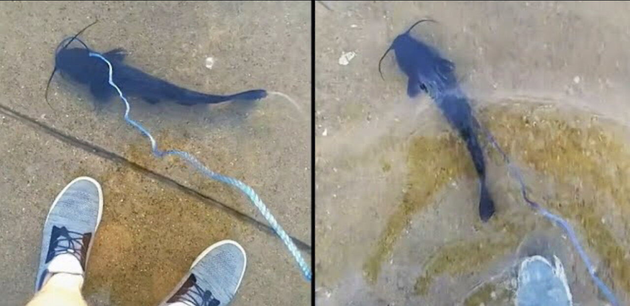 This is how you can give your pet fish a little walk