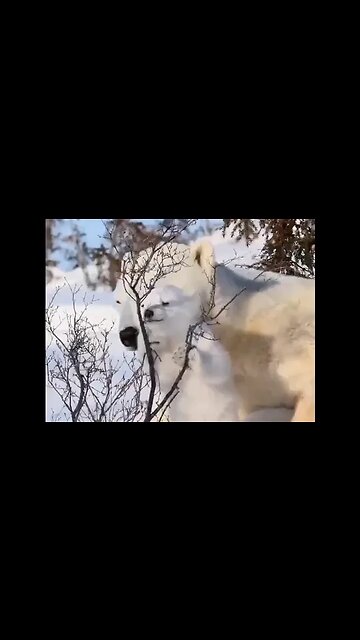 The sensitive nose of the polar bear allows it to smell prey at a distance of up to one...