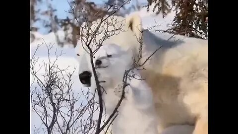 The sensitive nose of the polar bear allows it to smell prey at a distance of up to one...