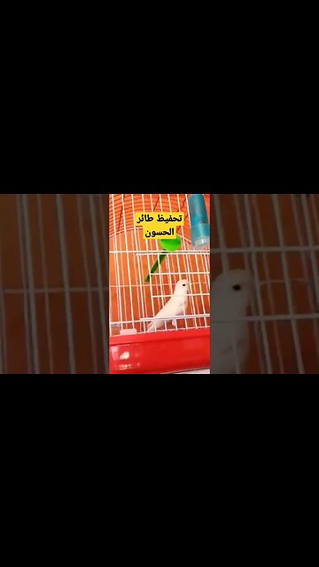 مسابقة تحفيظ طائر الحسون