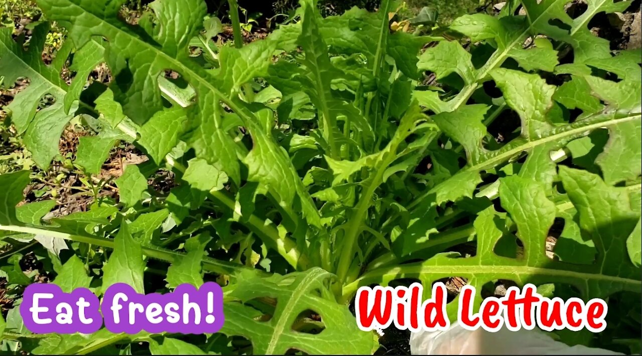 Transplanting, cooking, and eating wild lettuce