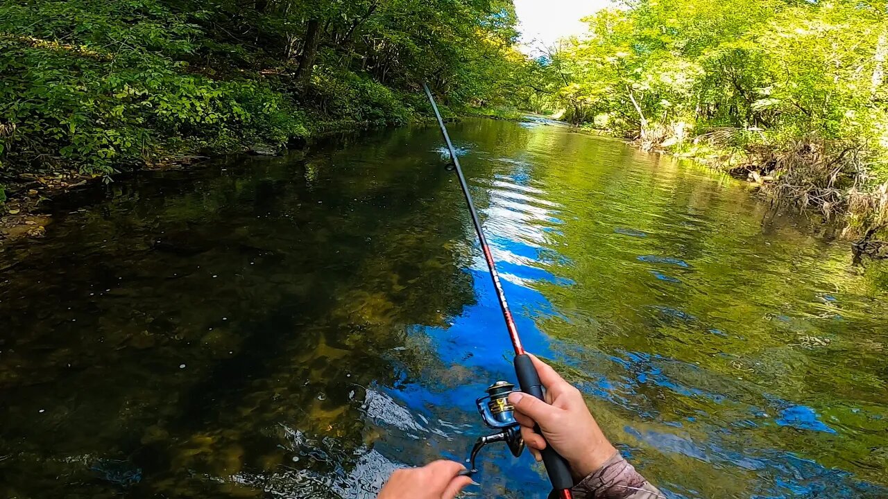 Creek Fishing for FALL Brook and Brown Trout