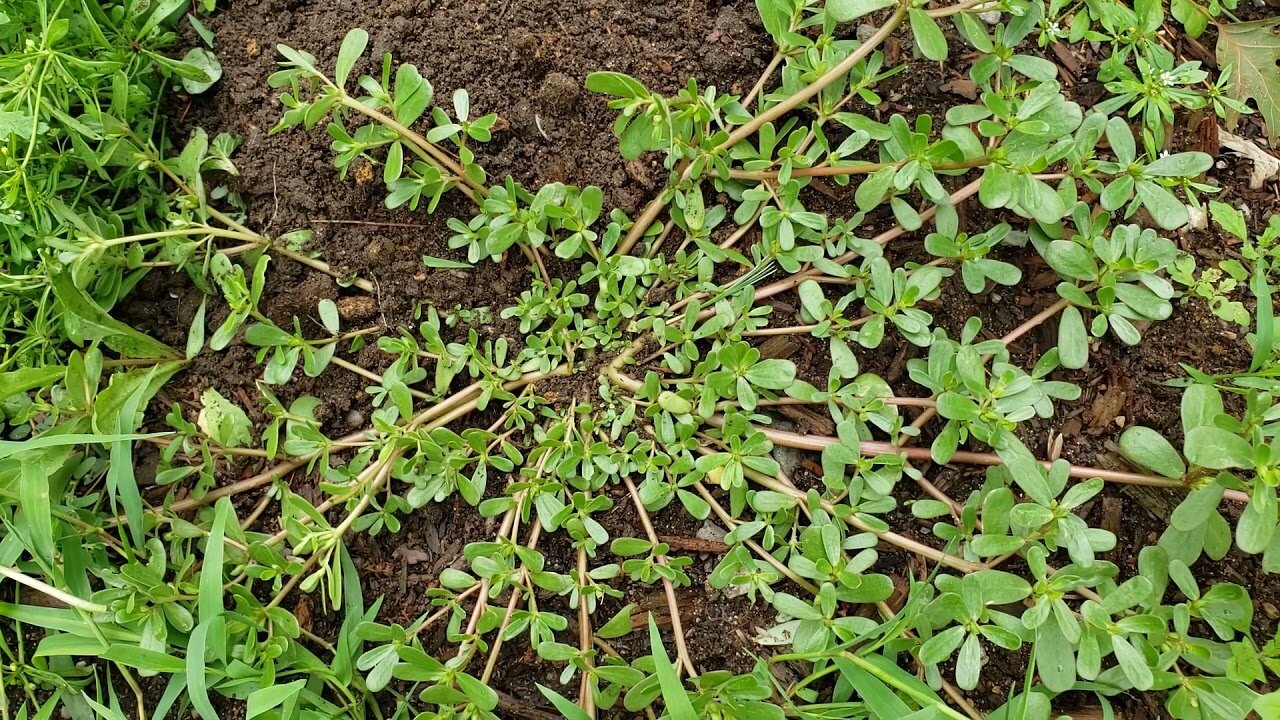 Five Common Backyard Wild Edibles. Eat the Weeds, Not the Bugs