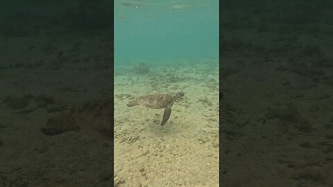 Swimming with Sea Turtle