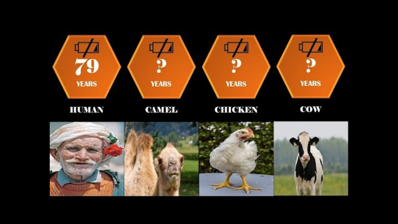 Lifespan comparison: the shortest and longest lifespans of animals