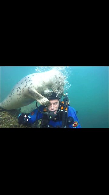 'Inquisitive' seals ask diver to remove his mask
