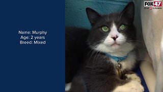 FOX Finder Pet Finder - Meet Murphy