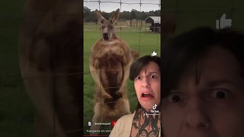 God Did NOT Create Kangaroos