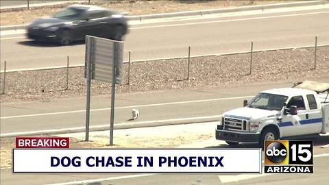 Dog runs onto Interstate 17 in Phoenix