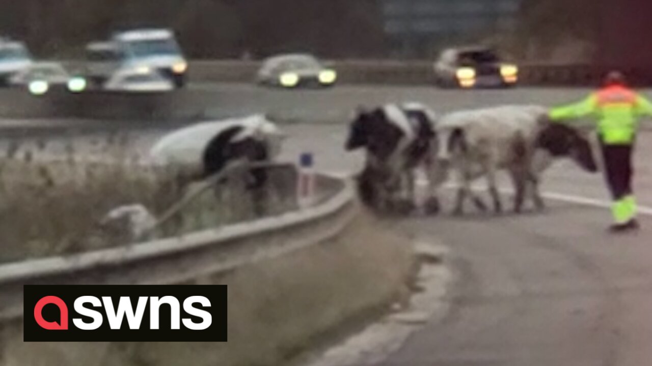 Traffic brought to halt on motorway after herd of COWS decided to walk down M62