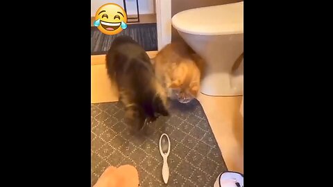 Animals funniest video ever 🤣 😂