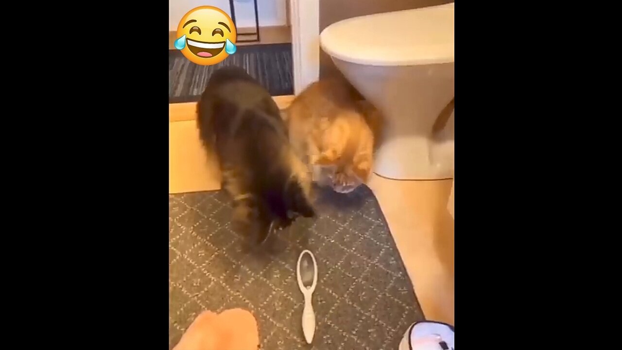 Animals funniest video ever 🤣 😂