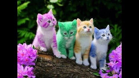 cute cats I FUN4HOMOSAPIENS