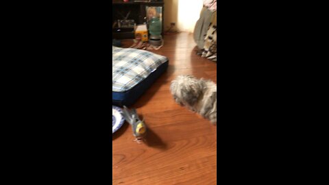 Cocktail Shakes and mama dog