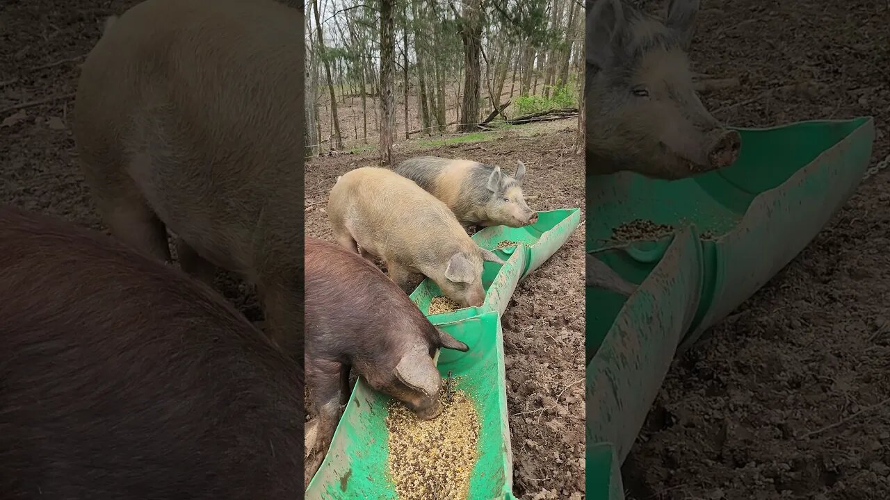 Pigs Chowing Down Uncle Tim's Farm #kärnəvór #carnivore #pigtalk #shorts