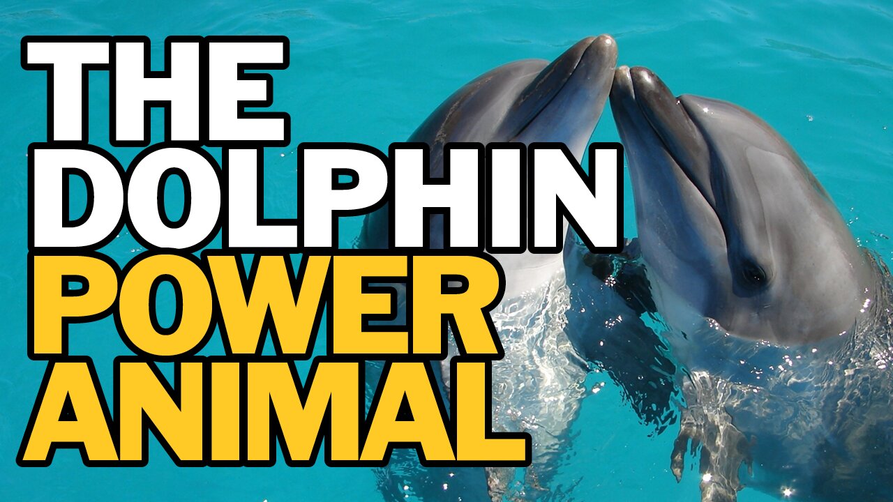 The Dolphin Power Animal