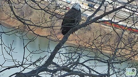 Hays Eagles Mom on the nest Tree Branch looking over the River 2022 12 20 13 45 22 703