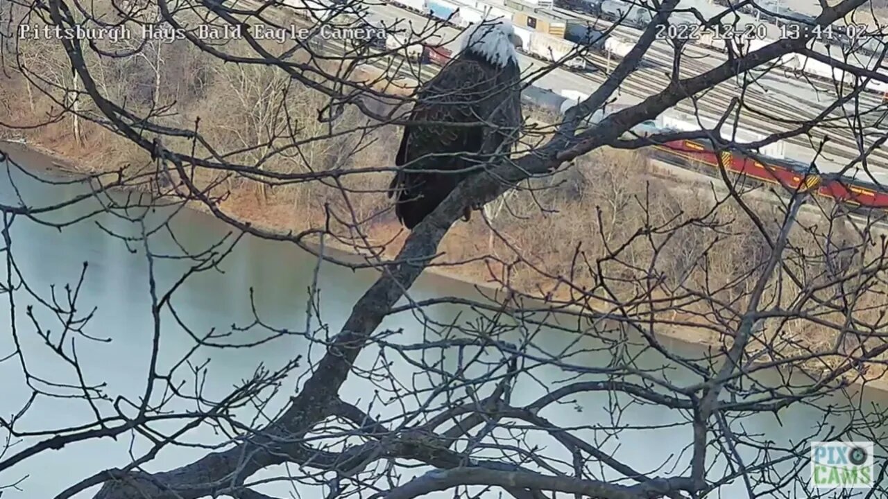 Hays Eagles Mom on the nest Tree Branch looking over the River 2022 12 20 13 45 22 703