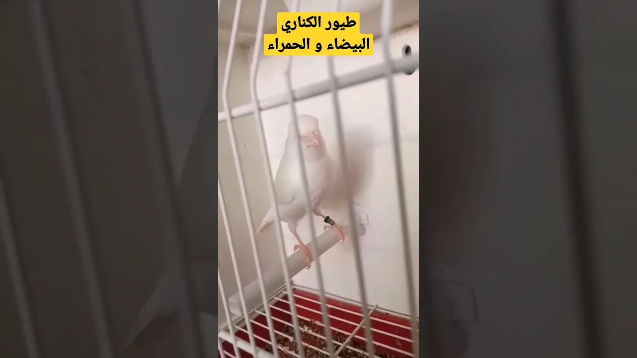 طيور الكناري الحمراء و البيضاء روعة