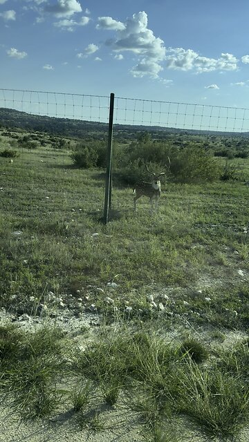 Axis & Sika deer (not my ranch)