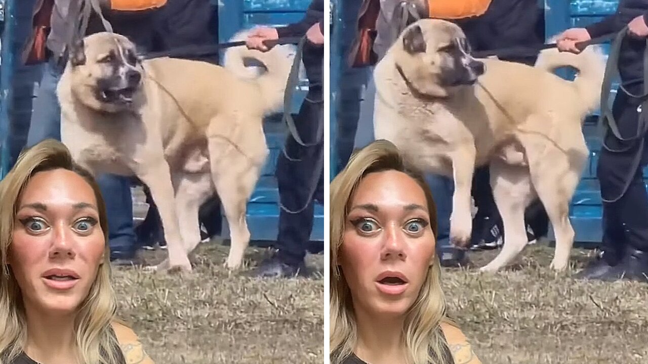 NO WAY THAT’S A NORMAL DOG!