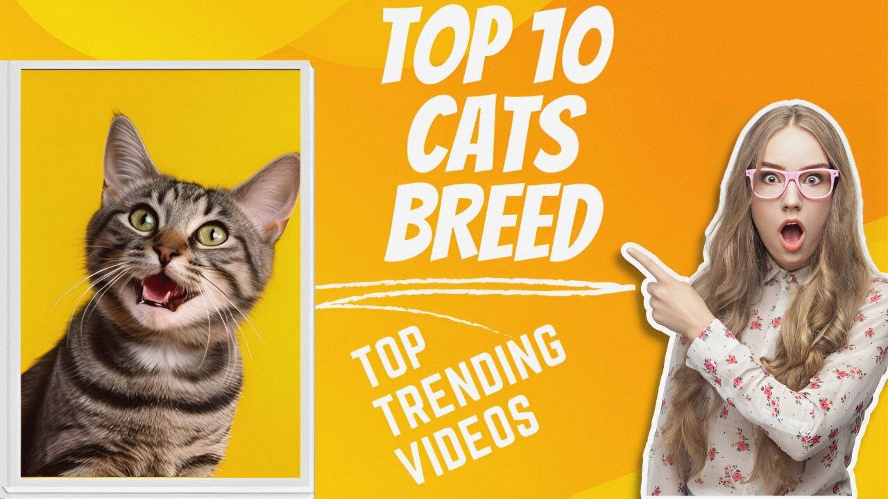 Discover the Top 10 Cat Breeds: From Siamese to Maine Coon