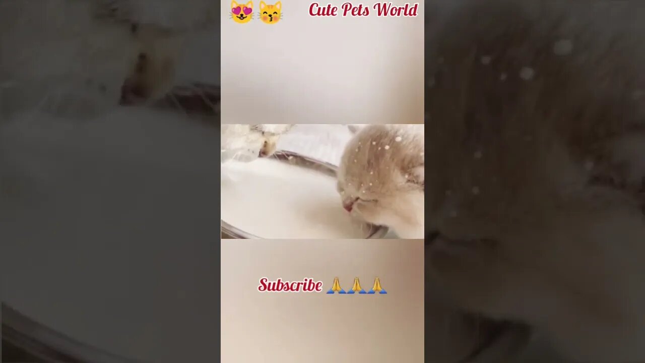 collection of the funniest and cutest cats and kittens - kittens drinking milk #funny #tiktok#short