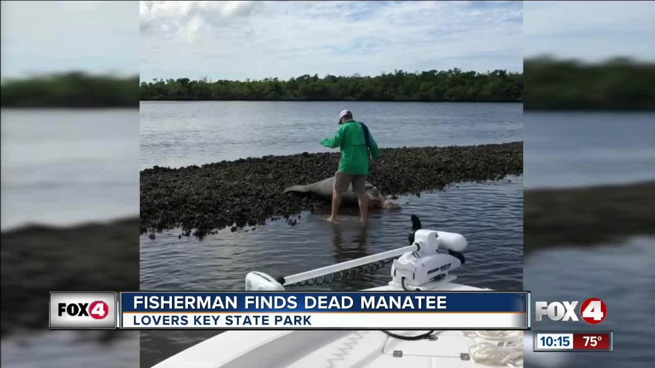 Bonita Spring fisherman finds dead manatee