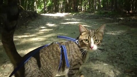 A Cat in the Forest