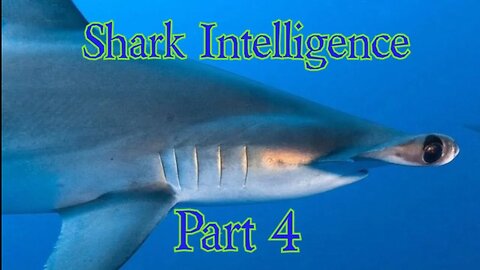 Shark Intelligence Part 4