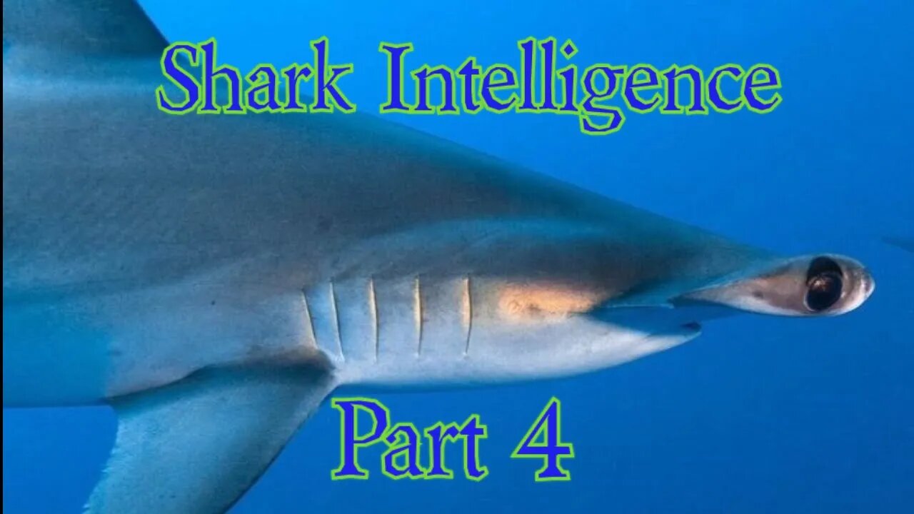 Shark Intelligence Part 4