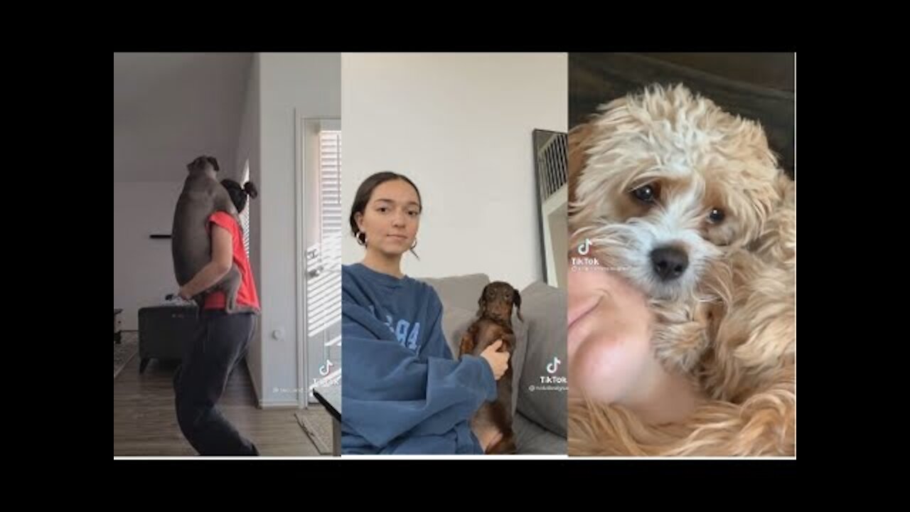 Cute and Clingy Pets-Tik Tok Challenge