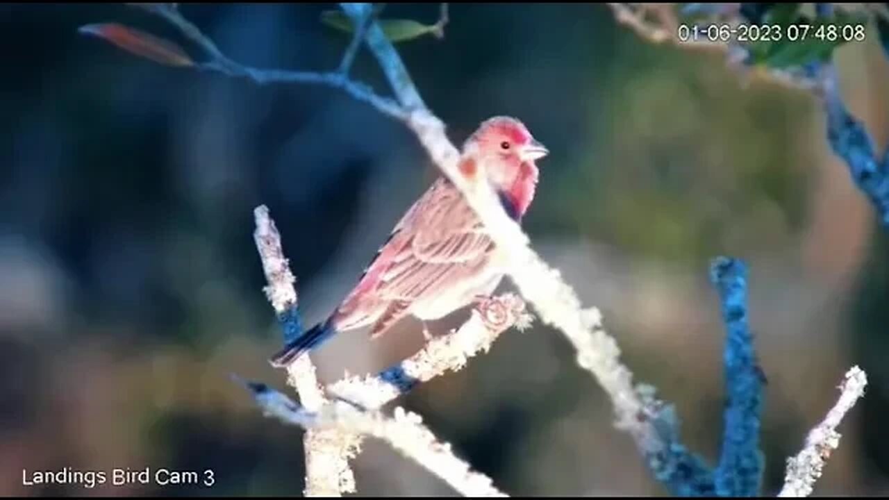 Male House Finch in the Oak Tree 🌳 01/06/23 07:47