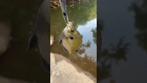 First fish of the day! Bluegill! #fishing #outdoors #nature