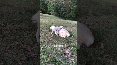 Momma and Baby Lamb Chillin’