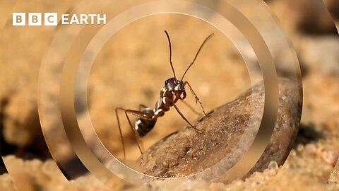 The Fastest Ant on Earth | Earth's Great Seasons | BBC Earth