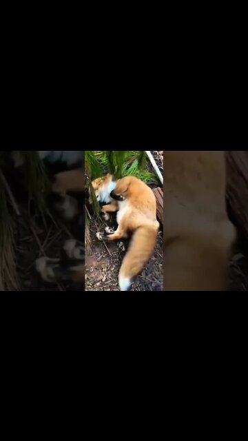 Look at those happy tails!🦊 #shorts #shortsfeed #clips #shortvideo