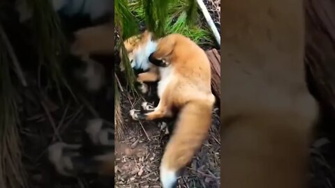 Look at those happy tails!🦊 #shorts #shortsfeed #clips #shortvideo