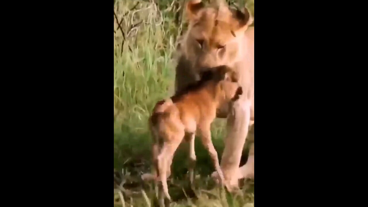 Without His Mother Will He Survive The Lions