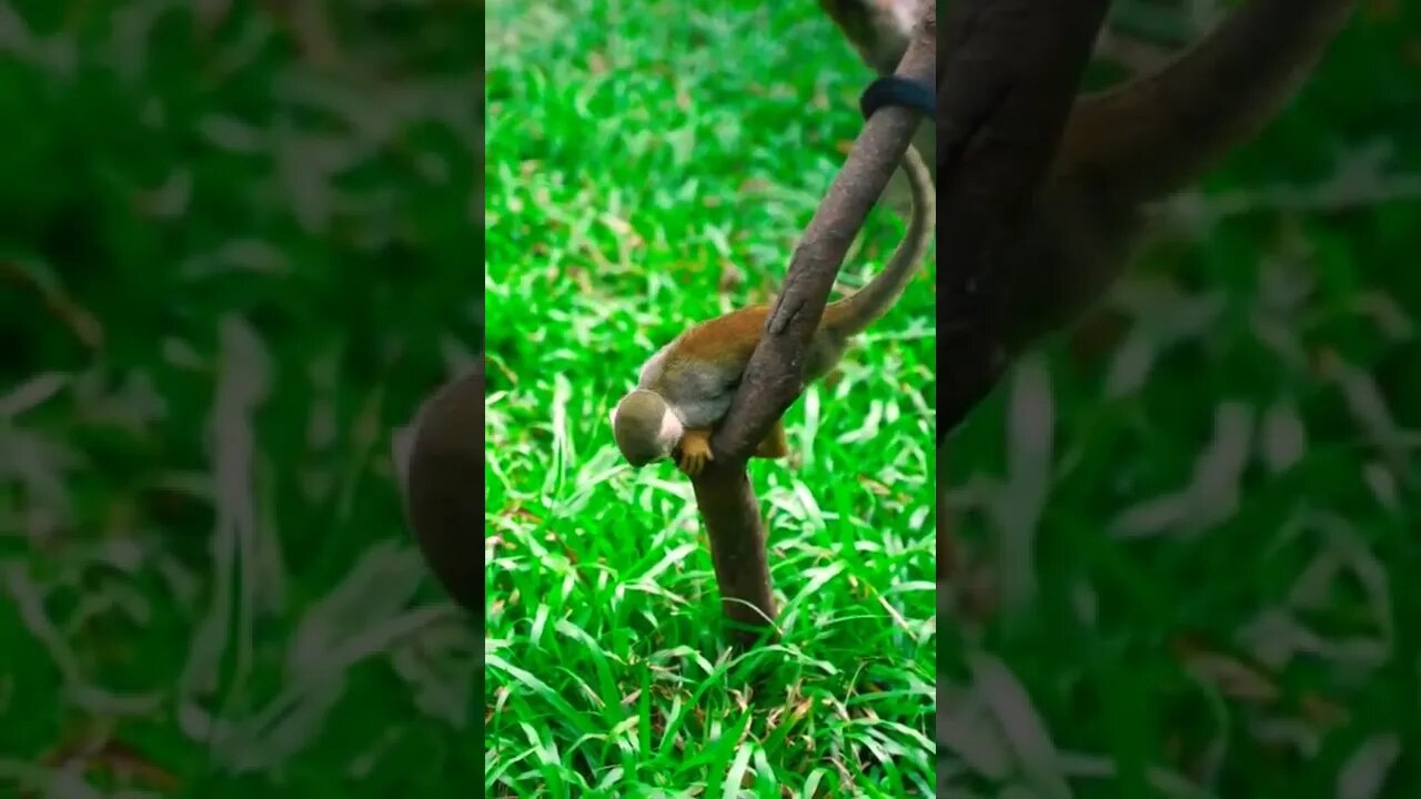 This is best animals place|| cute monkey 🐒🦧|| #Shorts#shortsfeed#Youtubepets&animals #animal