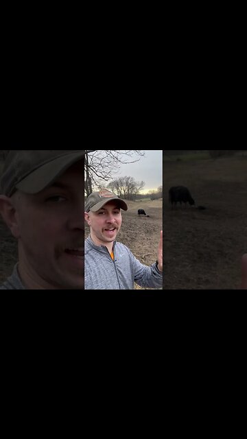 30 days of calving: Day 1! #farmlife #farm #ranch #ranchlife #cattle #cow #calf #calving #heifer