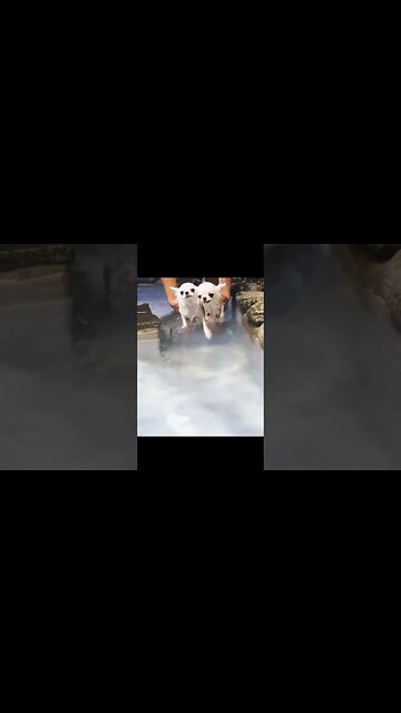 Watch This Puppy's Hilarious Antics and Be Prepared to Die Laughing!