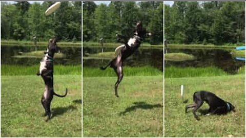 Cane cerca di prendere un frisbee