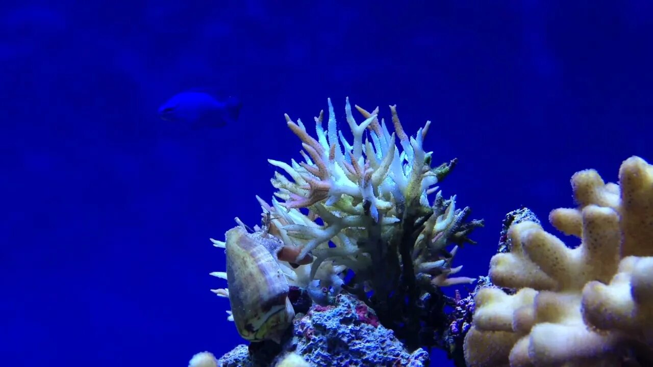 4k HD Underwater Videos | Meditation Relaxing Videos | Nature Videos #nature #4k #asmr #meditation
