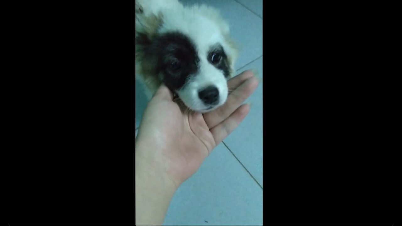 Meet the lovely puppy. So cute !!